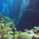 Diving in Roatan: Exploring the Mesoamerican Barrier Reef