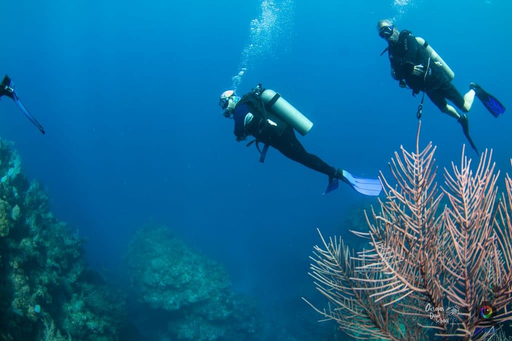Curso de buceo en aguas abiertas en Roatán
