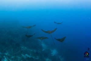 Roatan Scuba Diving Bucket List: Eagle Rays and Hammerhead Sharks