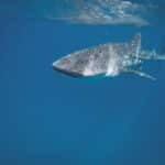 Roatan Diving: Have You Seen a Whale Shark?
