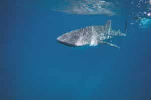 Roatan Diving: Have You Seen a Whale Shark?