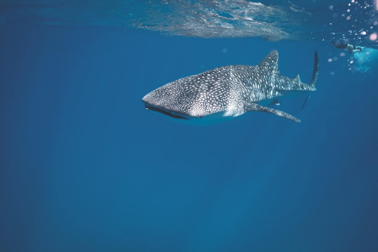 Roatan Whale Shark