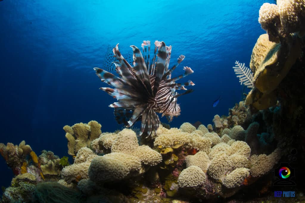 10 Common Caribbean Reef Fish to Spot While Diving in Roatan - Octopus ...