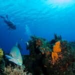 10 Common Caribbean Reef Fish to Spot While Diving in Roatan