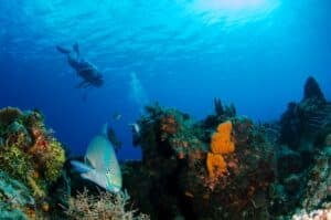 10 Common Caribbean Reef Fish To Spot While Scuba Diving In Roatan