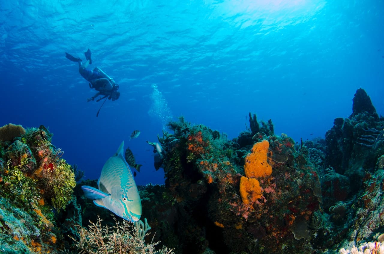 10 Common Caribbean Reef Fish To Spot While Scuba Diving In Roatan