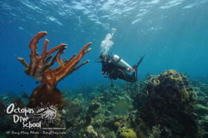 new years resolutions for roatan scuba divers