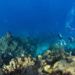 Why go Scuba Diving in Roatan, Honduras?