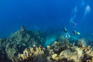 why go diving in roatan honduras