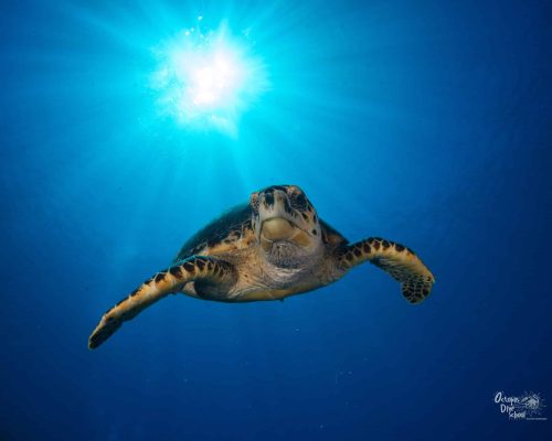 roatan discover scuba diving