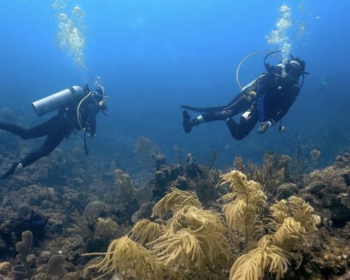 Scuba Diver Course in Roatan