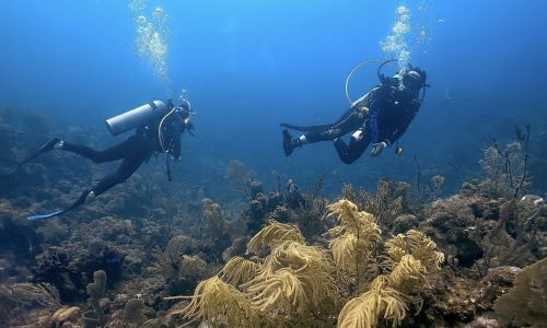Scuba Diver Course in Roatan