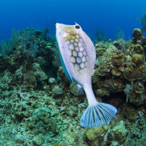Fish ID Roatan