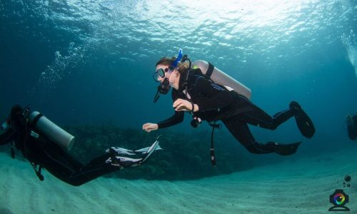 discover scuba roatan course