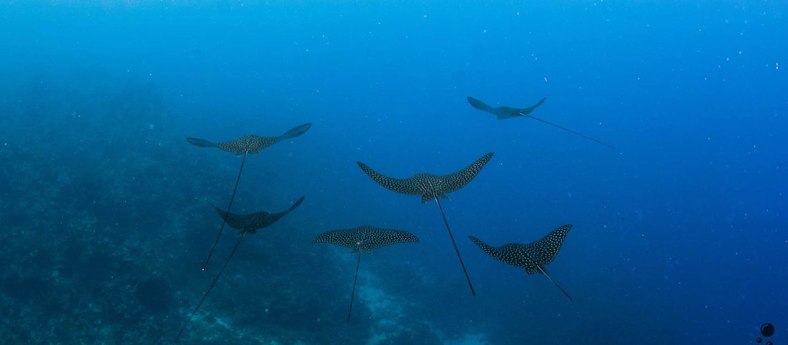 spotted eagle ray