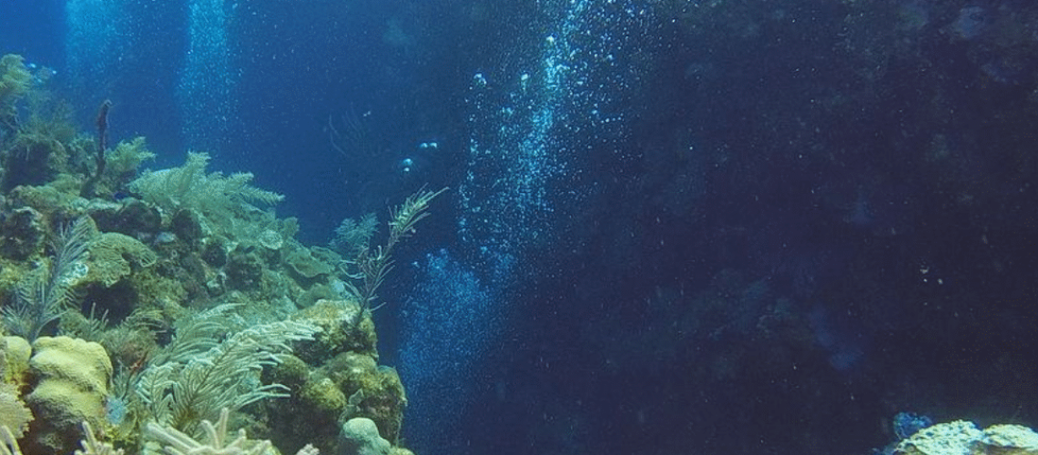 Octopus Posts (3)