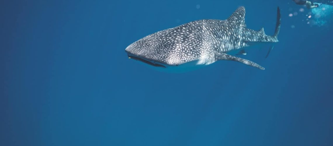 Roatan Whale Shark