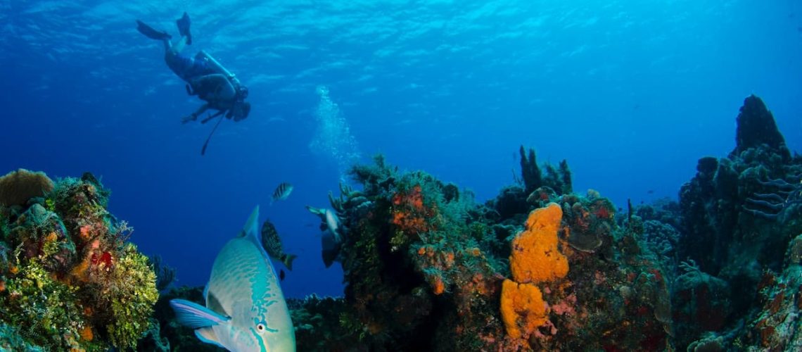 10 Common Caribbean Reef Fish To Spot While Scuba Diving In Roatan